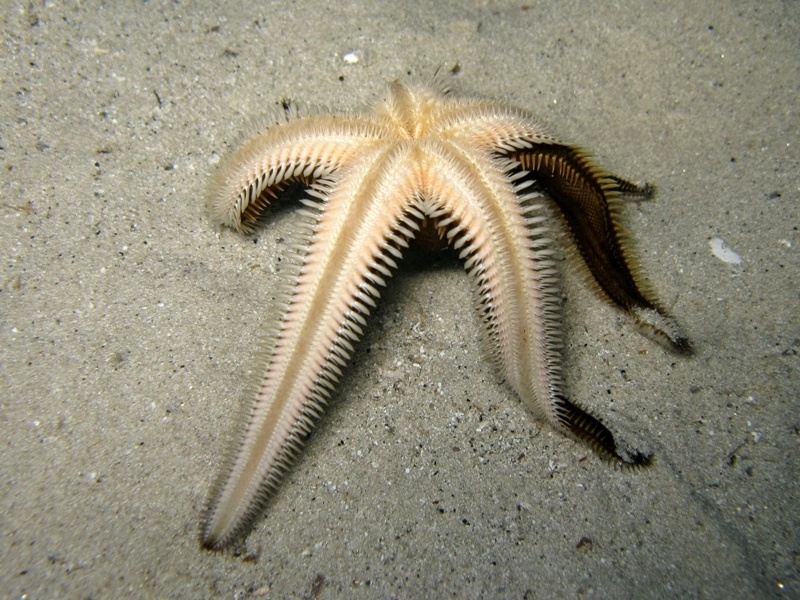 Astropecten bispinosus (Otto, 1823)